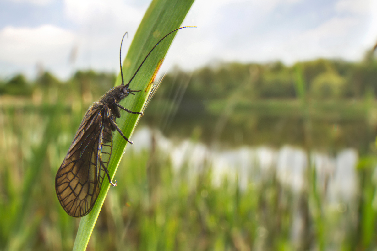 Alder Fly wideangle